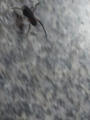 Falconina