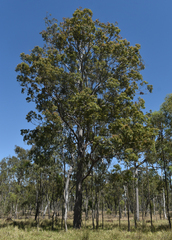 Corymbia intermedia