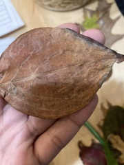 Angiospermae