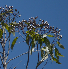 Corymbia intermedia