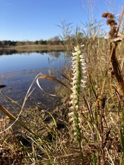 Spiranthes bightensis