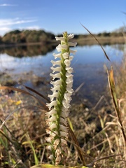 Spiranthes bightensis