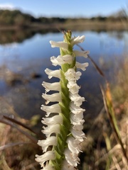Spiranthes bightensis