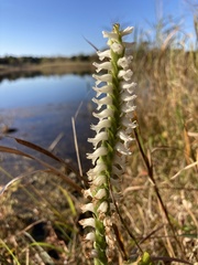 Spiranthes bightensis
