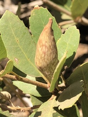 Quercus vacciniifolia