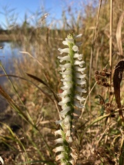 Spiranthes bightensis