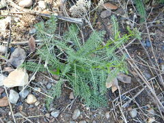 Achillea millefolium