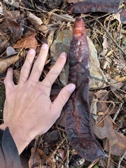 Gleditsia triacanthos