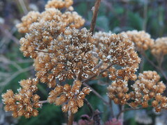 Achillea millefolium