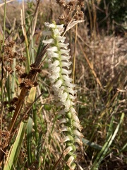 Spiranthes bightensis