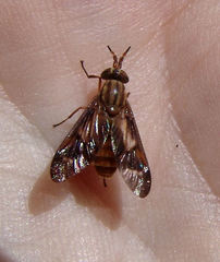 Chrysops brunneus