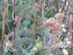 Achillea millefolium