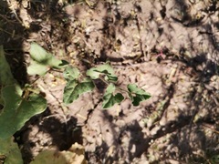 Aristolochia wrightii