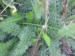 Achillea millefolium