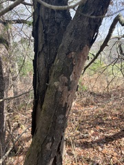Gleditsia triacanthos