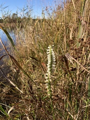 Spiranthes bightensis