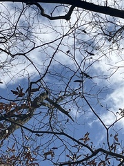 Gleditsia triacanthos