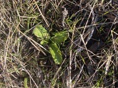Bellis perennis