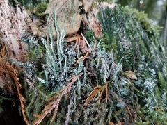 Cladonia scabriuscula