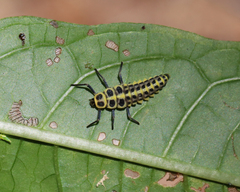 Cleobora mellyi