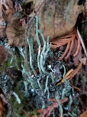 Cladonia scabriuscula