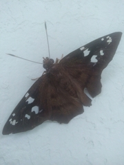 Nascus phocus