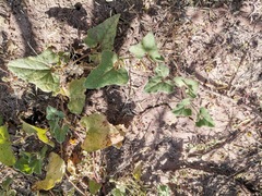 Aristolochia wrightii