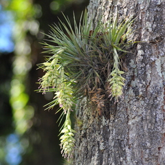 Tillandsia stricta