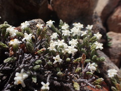 Kelleria villosa