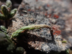 Kelleria villosa