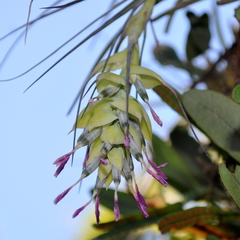 Tillandsia stricta
