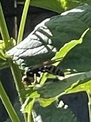 Polistes chinensis