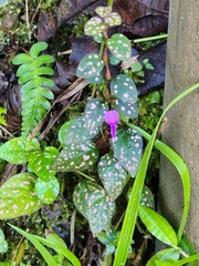 Hypoestes phyllostachya