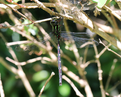 Austroaeschna pulchra