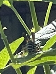Polistes chinensis