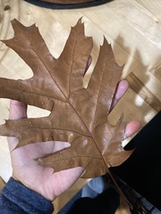 Quercus