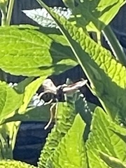 Polistes chinensis