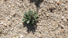 Langloisia setosissima setosissima