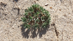 Langloisia setosissima setosissima