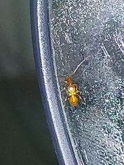 Cerambycoidea