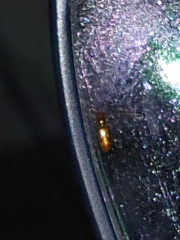 Cerambycoidea