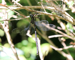 Austroaeschna pulchra