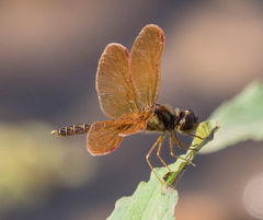 Perithemis