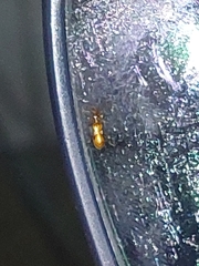 Cerambycoidea