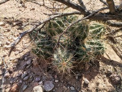 Echinocereus enneacanthus enneacanthus