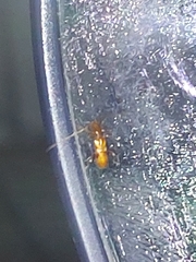 Cerambycoidea