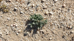 Langloisia setosissima setosissima