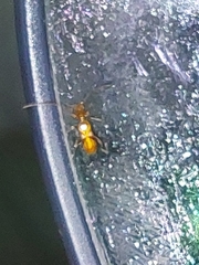 Cerambycoidea