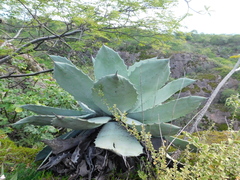 Agave seemanniana