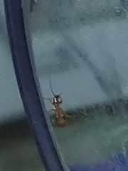Cerambycoidea